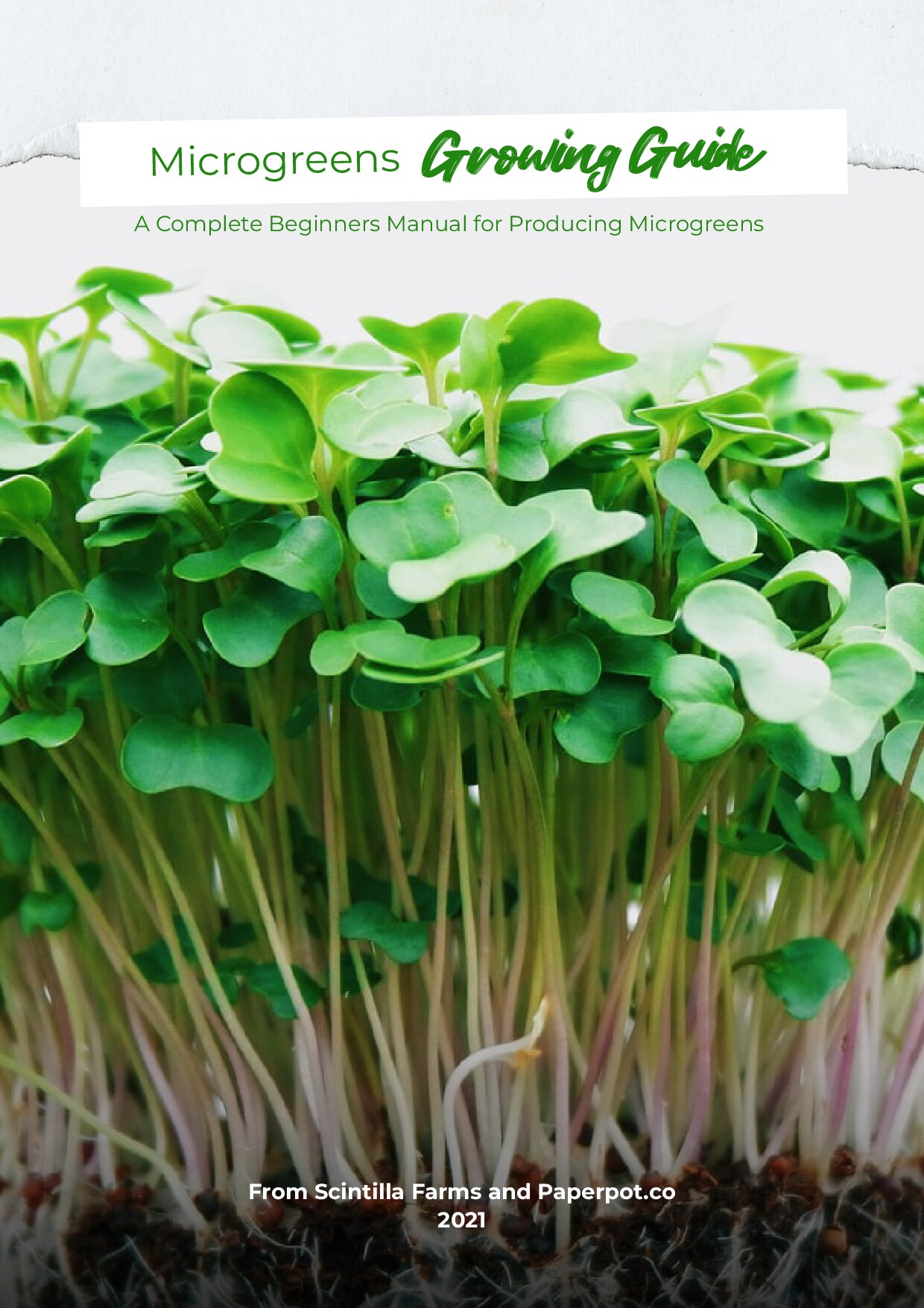 Microgreens Growing Guide